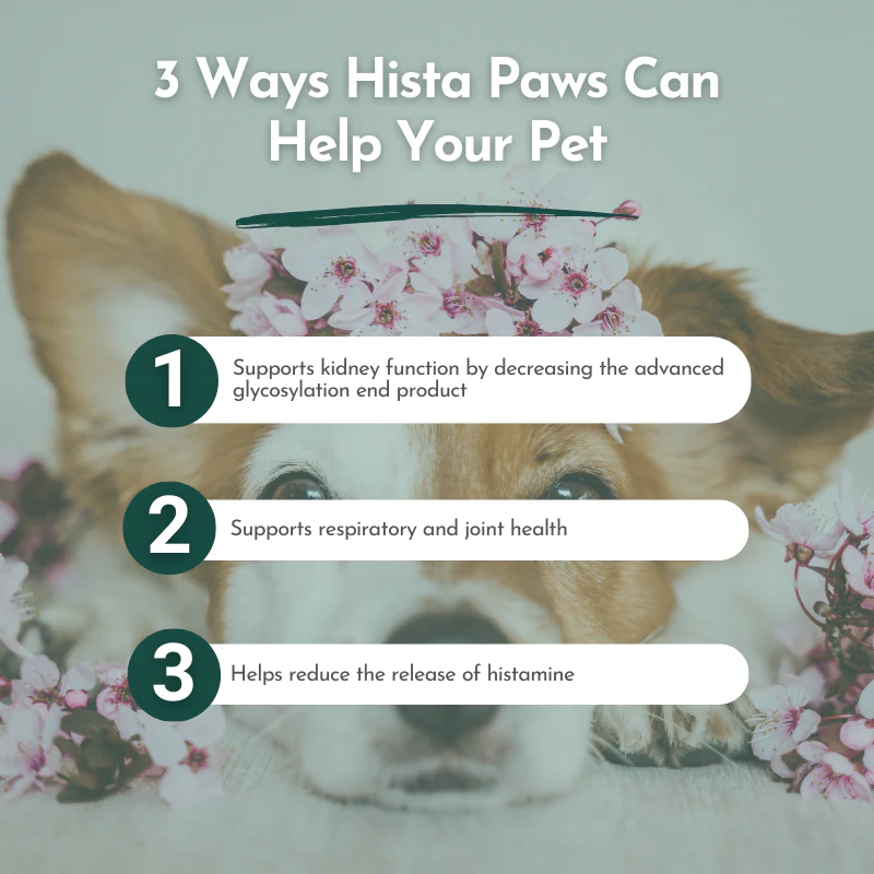 Hista Paws – with Quercetin for Dogs and Cats - Image 8