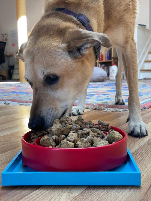 Hold 'em Suction Cup Holder for Dog Bowls & Lick Mats | USA Made - Image 10
