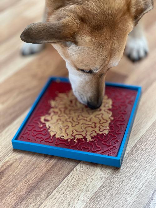 Hold 'em Suction Cup Holder for Dog Bowls & Lick Mats | USA Made - Image 12