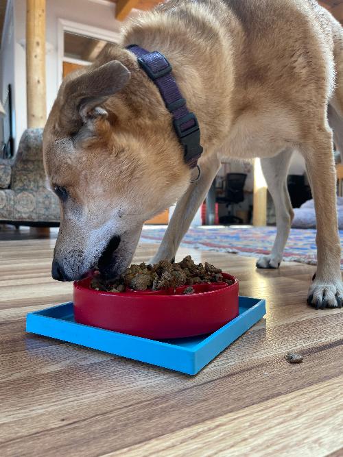 Hold 'em Suction Cup Holder for Dog Bowls & Lick Mats | USA Made - Image 15