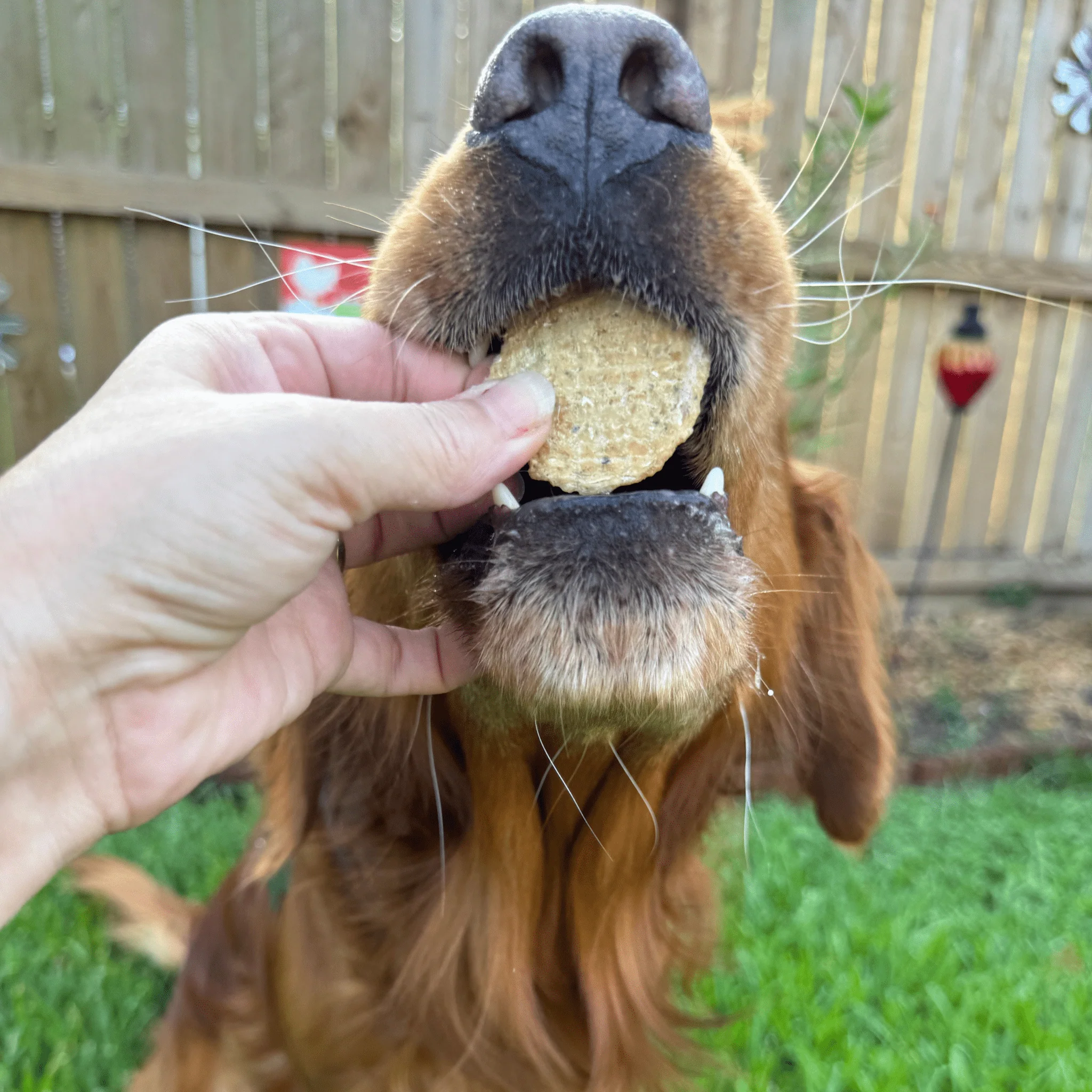 Holiday Chips Dog Treats - Beef & Fish 4oz - Image 17
