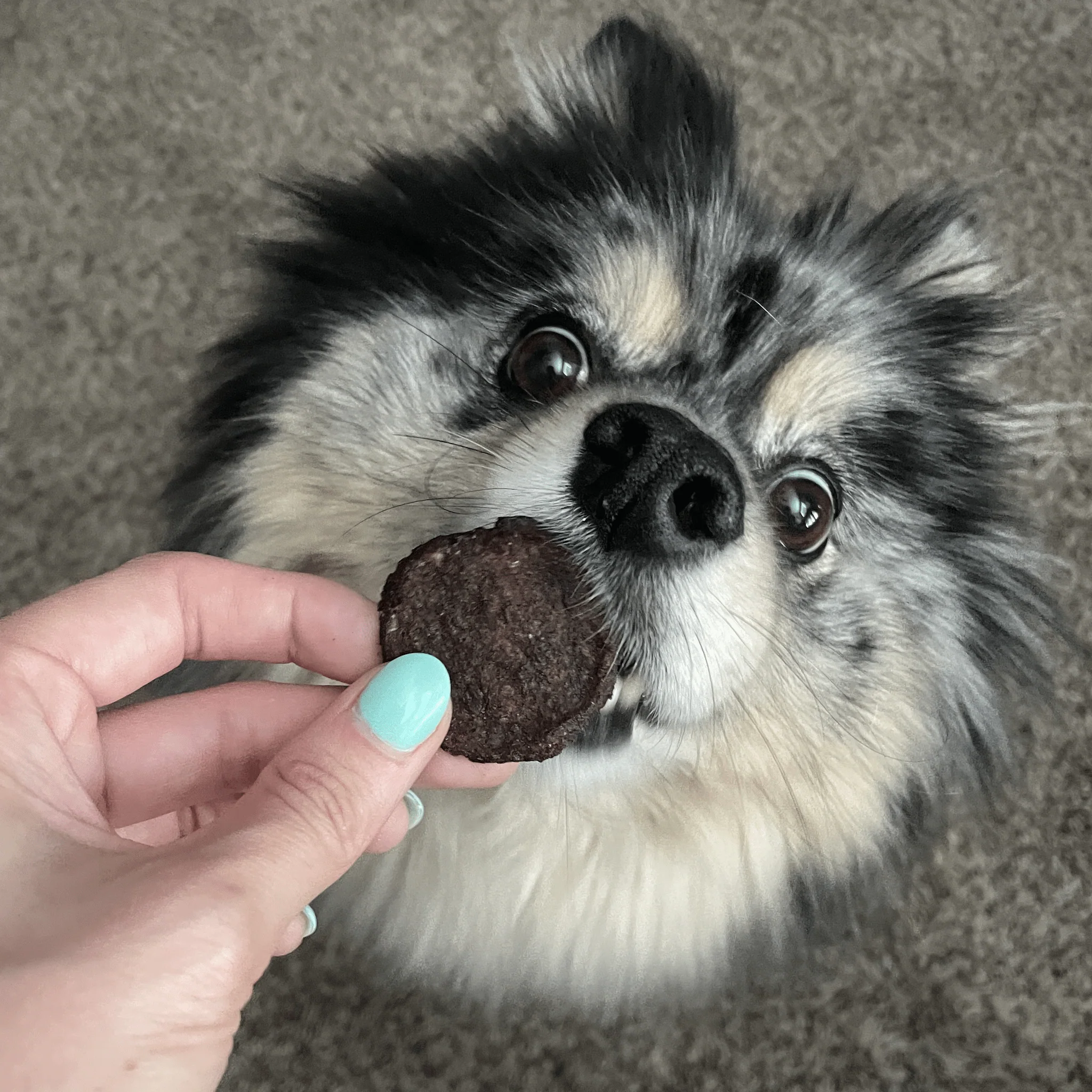 Holiday Chips Dog Treats - Beef & Fish 4oz - Image 4