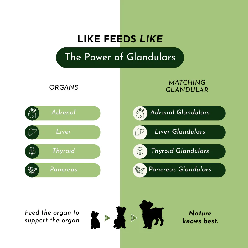 Holistic Total Body Support – Multivitamin & Glandular Support for Dogs and Cats - Image 11
