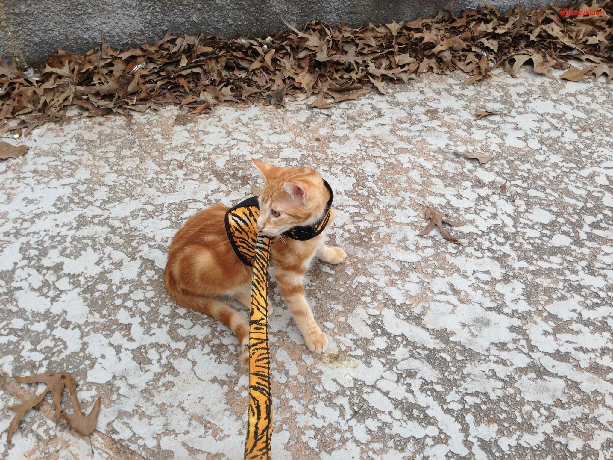 Holster Leash (Made in USA) - Image 16