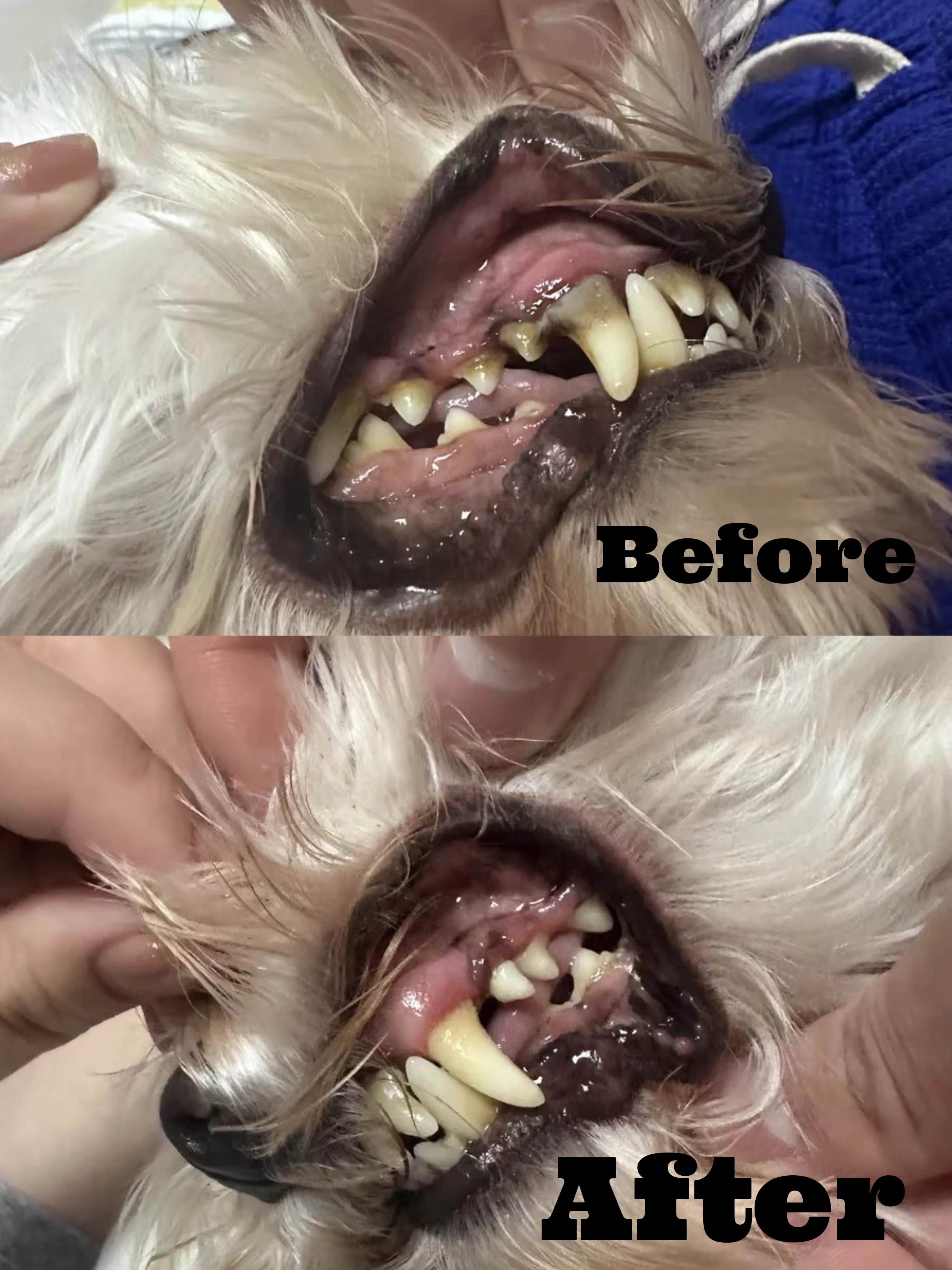 Home Pet Oral Care (Electric Toothbrush / Ultrasonic Dental Scaler / Full Set) by Dr. Milou - Image 2