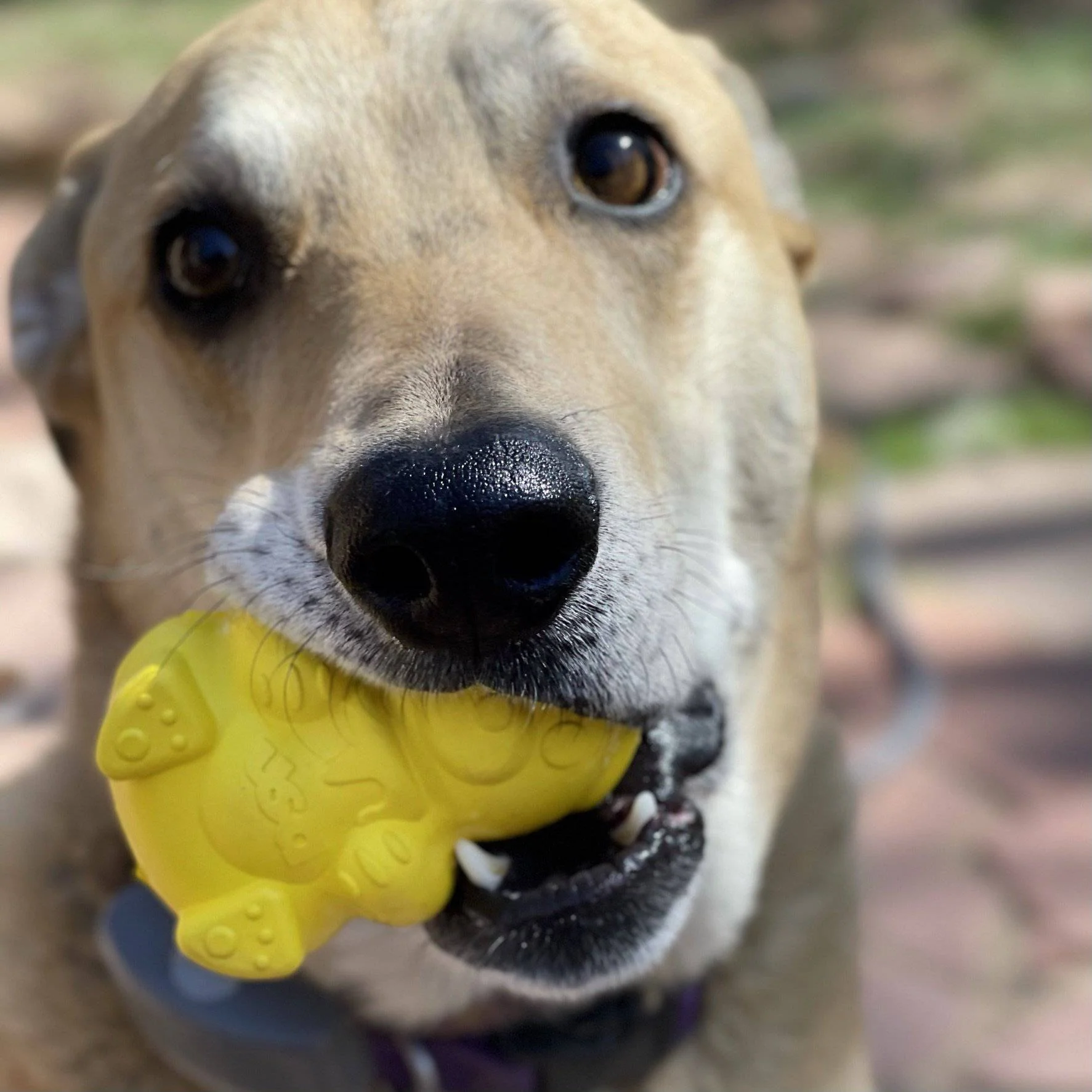 Honey Bear eDispenser - Durable Rubber Treat Dispenser for Dogs | USA Made - Image 6