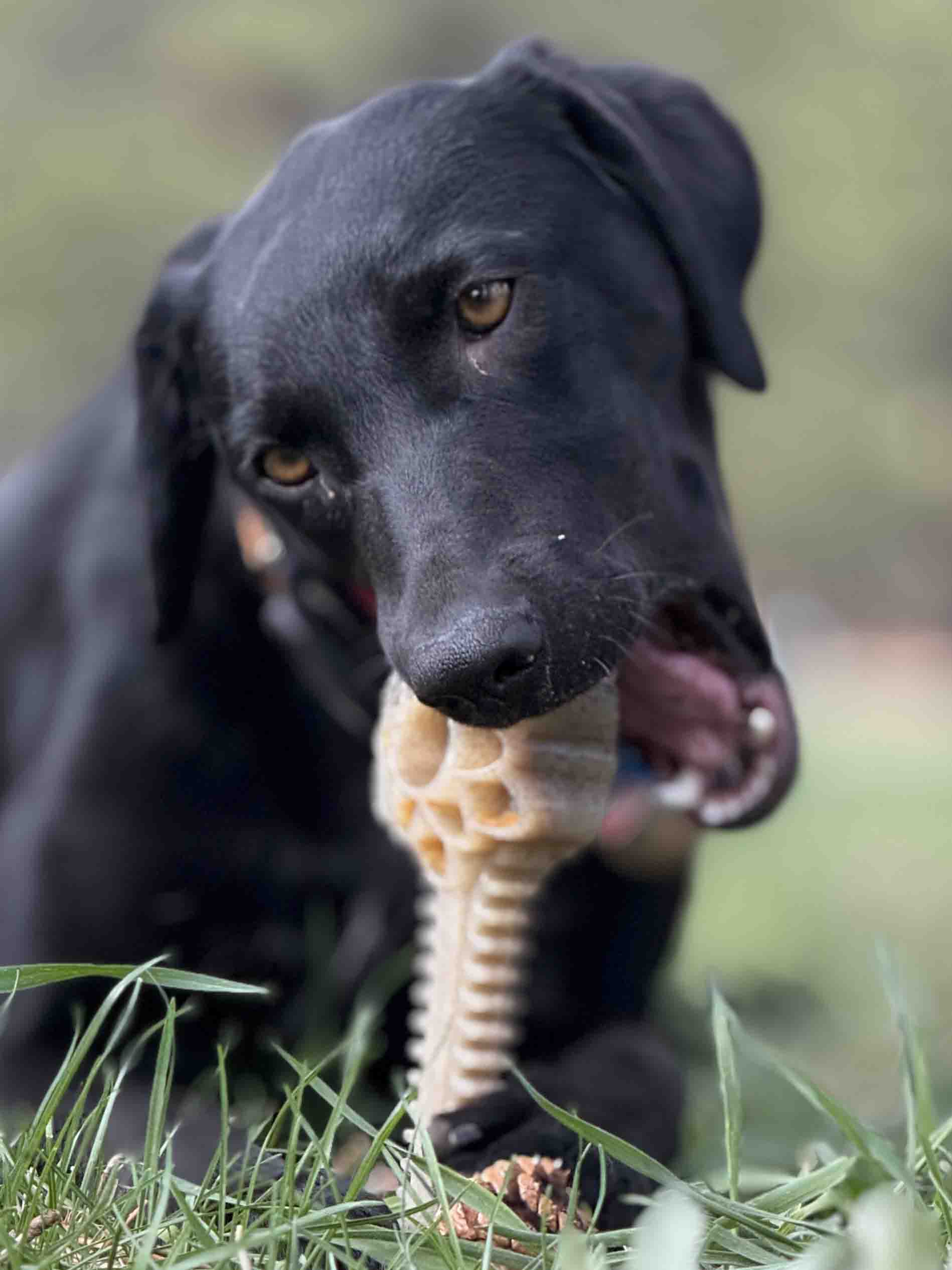 Honey Bone Dental Flower Tower - Indestructible Nylon Dog Chew Toy XL | USA - Image 5