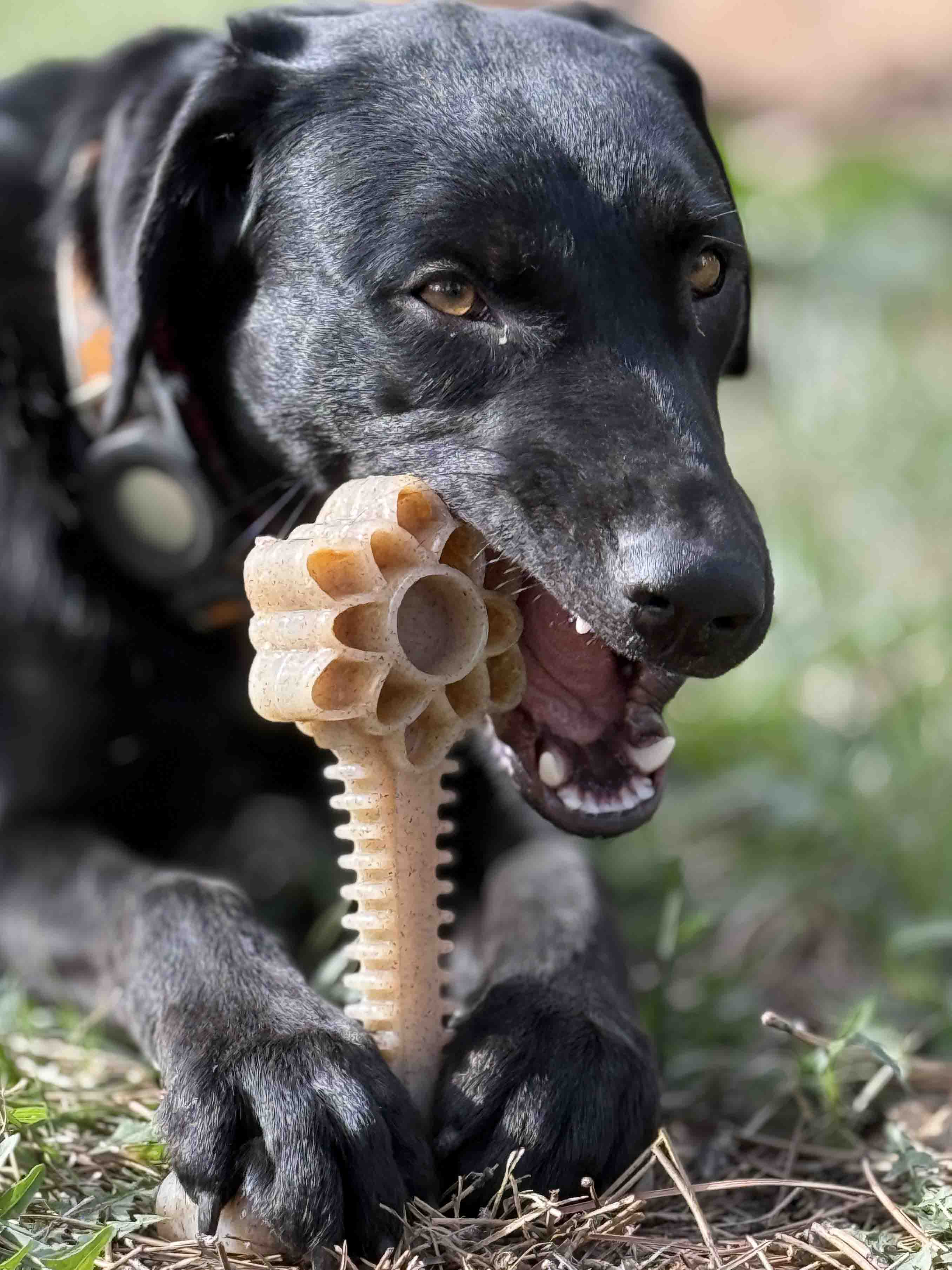 Honey Bone Dental Flower Tower - Indestructible Nylon Dog Chew Toy XL | USA - Image 8