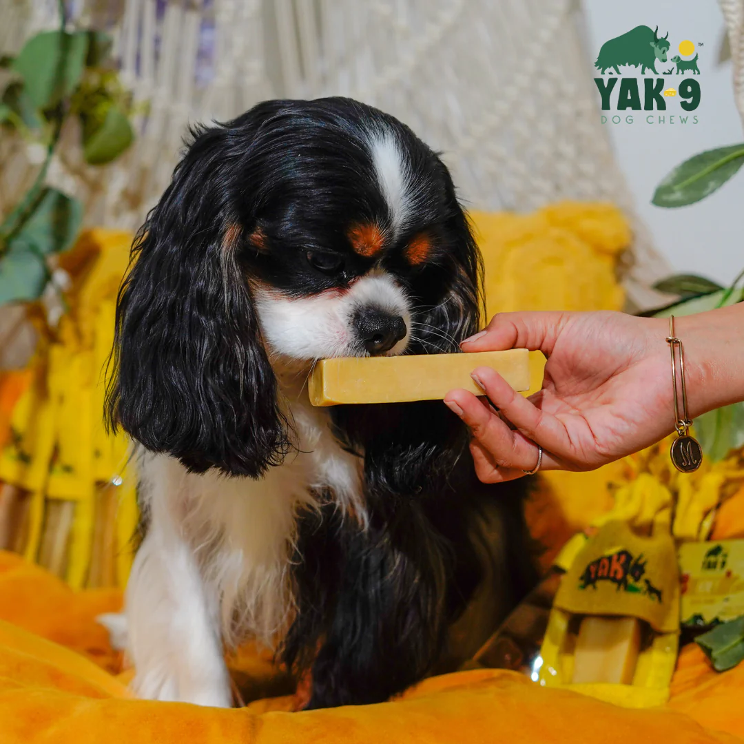 Honey Cheese Chews for Dogs - Image 4