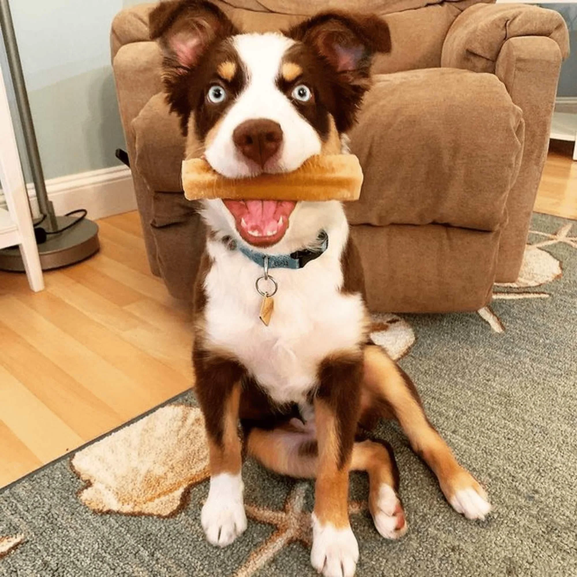 Honey Cheese Chews for Dogs - Image 5