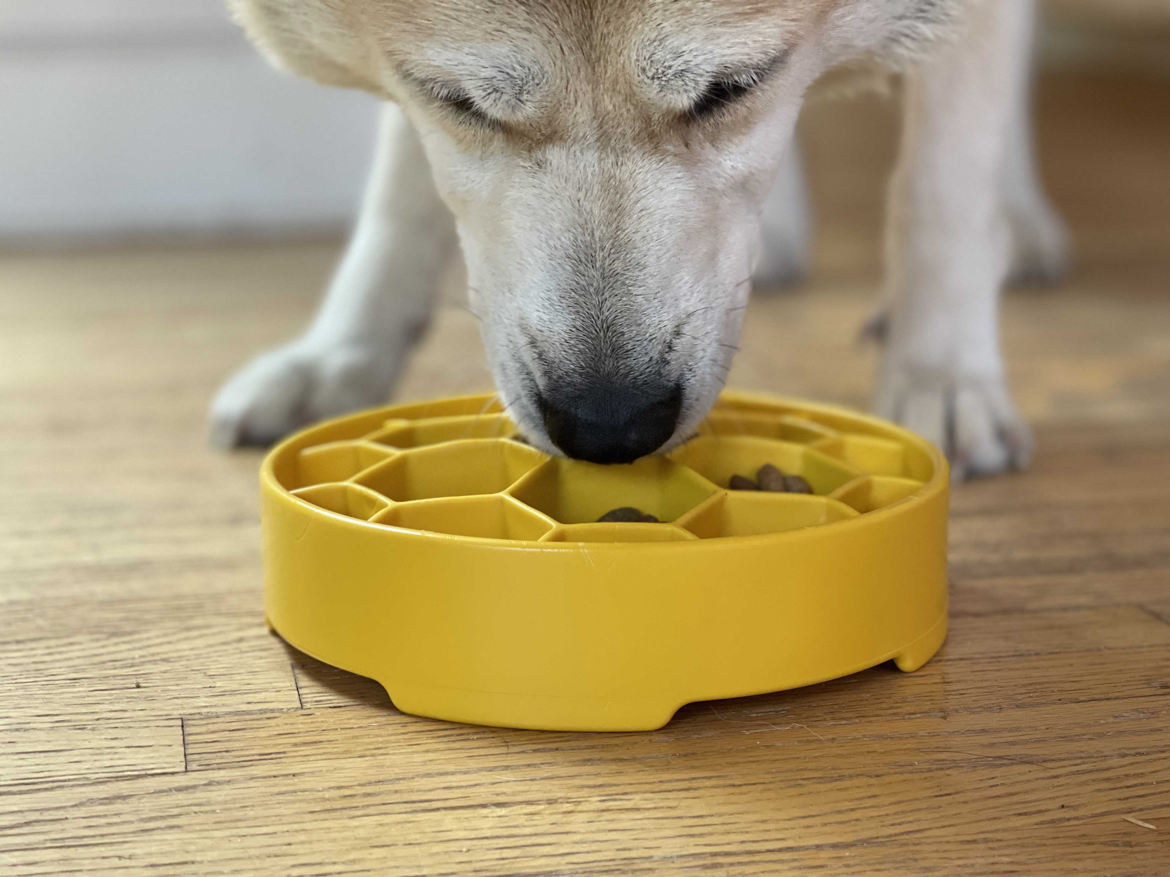Honeycomb eBowl Deep Slow Feeder Dog Bowl for Enrichment | USA Made - Image 13
