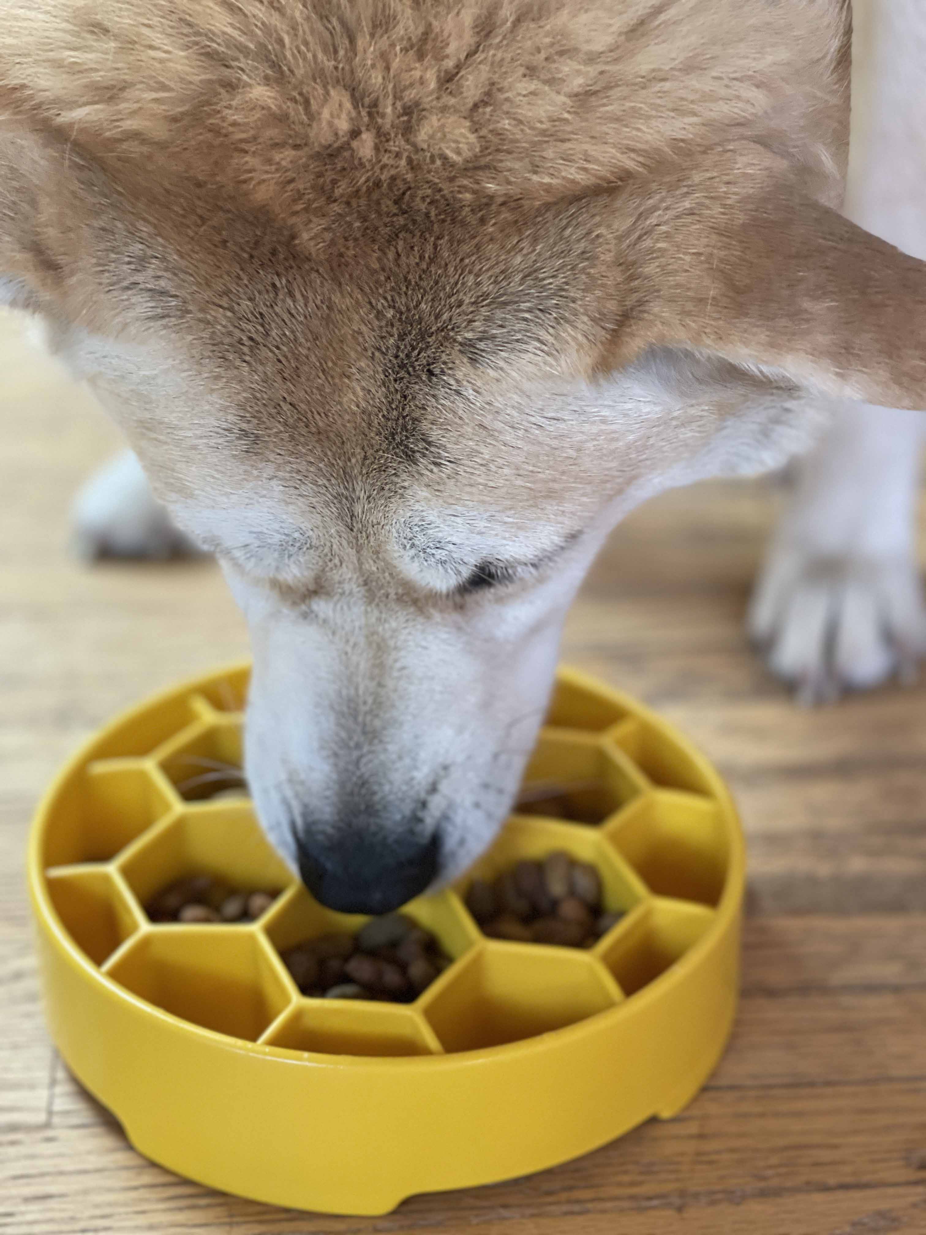 Honeycomb eBowl Deep Slow Feeder Dog Bowl for Enrichment | USA Made - Image 17