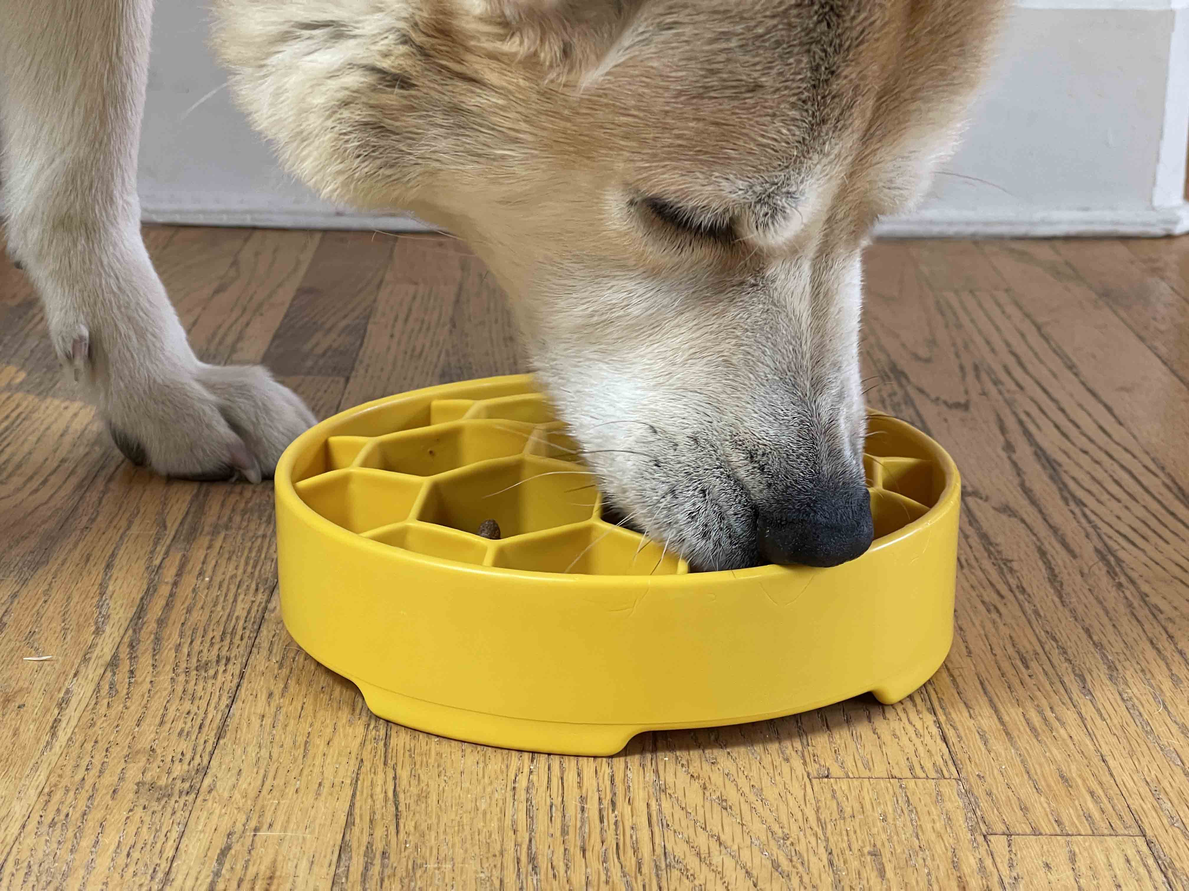 Honeycomb eBowl Deep Slow Feeder Dog Bowl for Enrichment | USA Made - Image 9