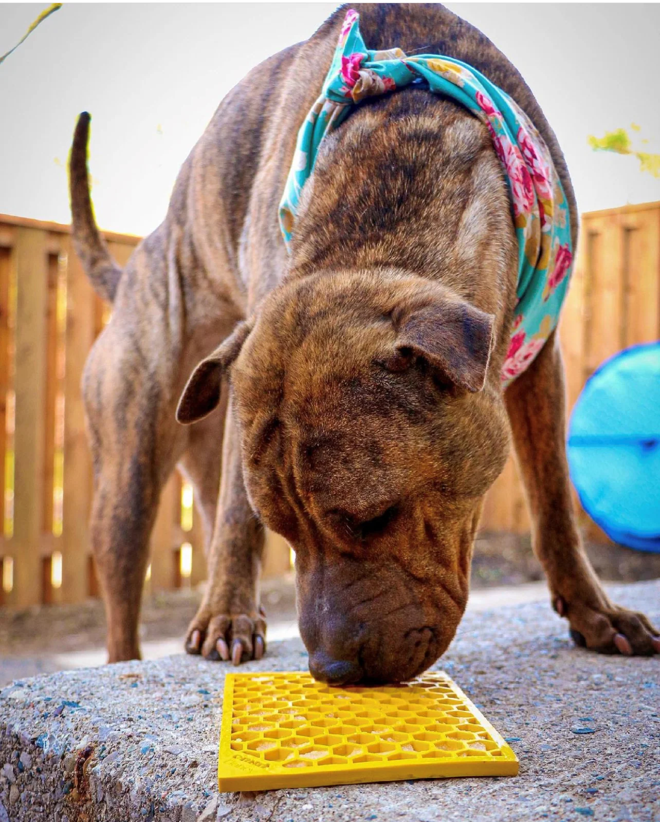 Honeycomb eMat - Enrichment Lick Mat for Dogs and Cats | eMat Enrichment Toy for Anxiety Relief | SodaPup - Image 3