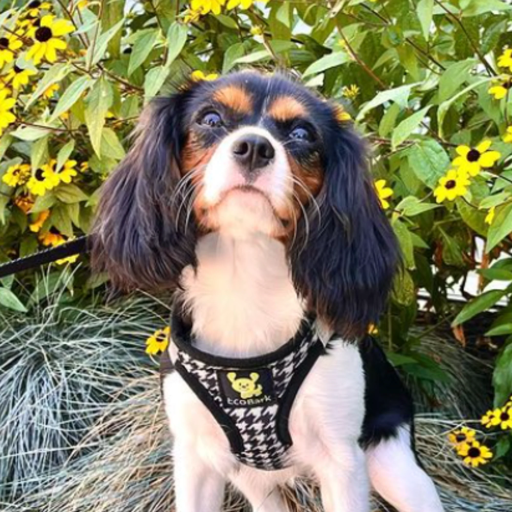 Houndstooth Dog Harness by EcoBark - Step In Dog Harness - Reflective Soft Mesh Halter Body Harness for Teacup, Small Dogs and Puppies - Image 7