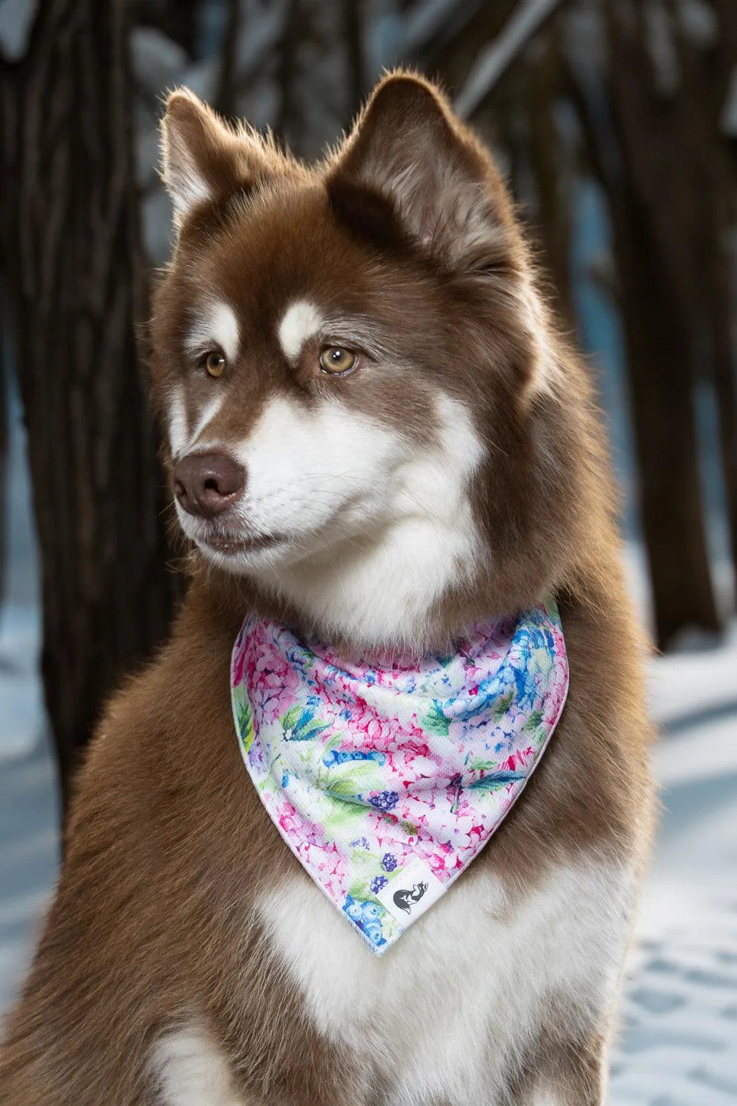 Hydrangea Haven Dog Bandana & Matching Keychain - Image 3