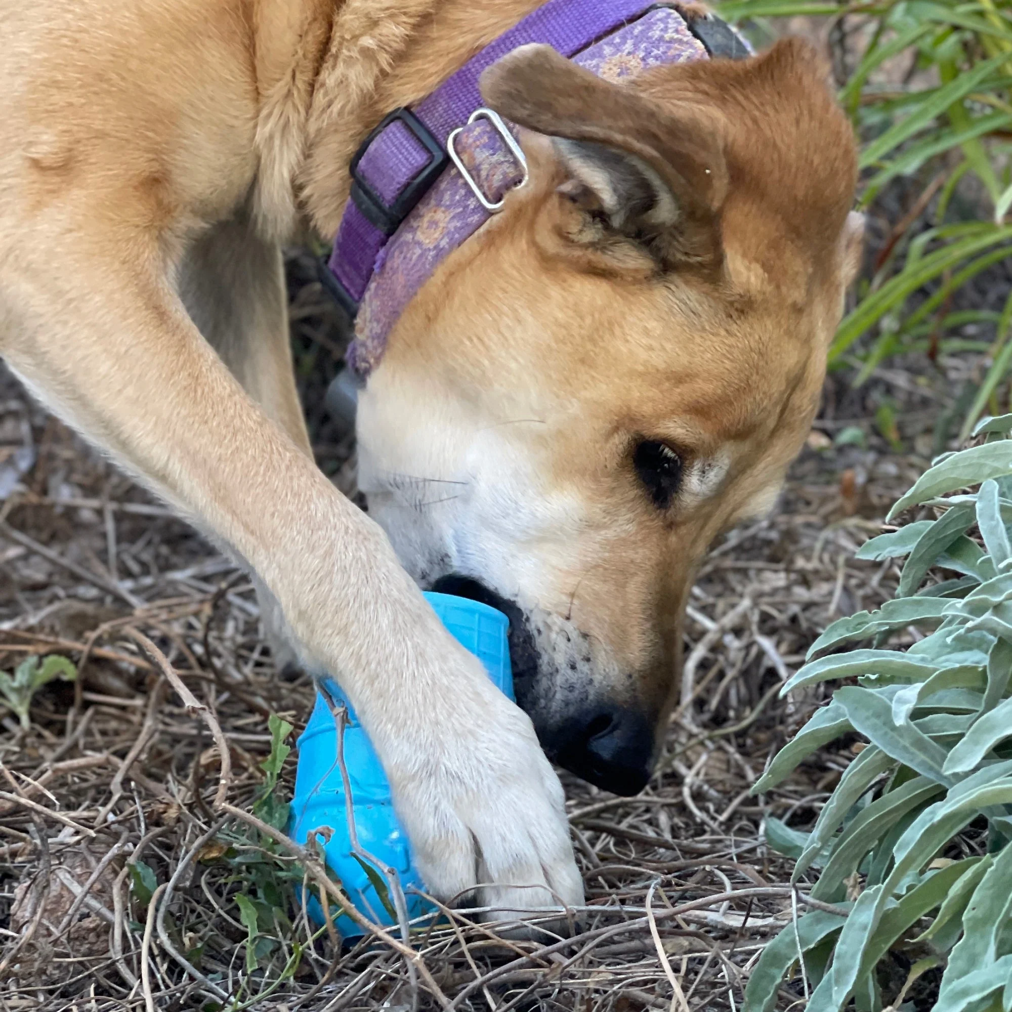 Ice Cream Cone Rubber Dog Chew Toy for Power Chewers | USA Made | SodaPup - Image 8