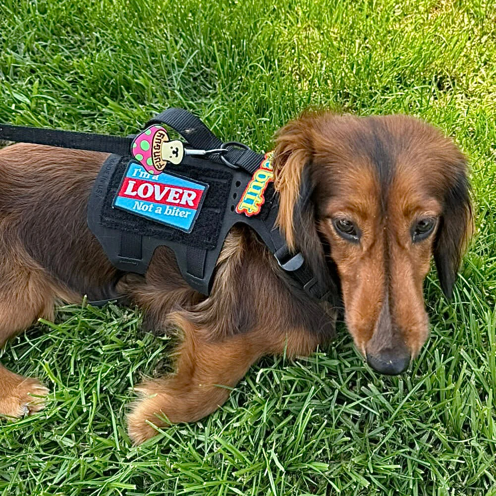 I'm a Lover not a Biter Morale Patch - Image 3