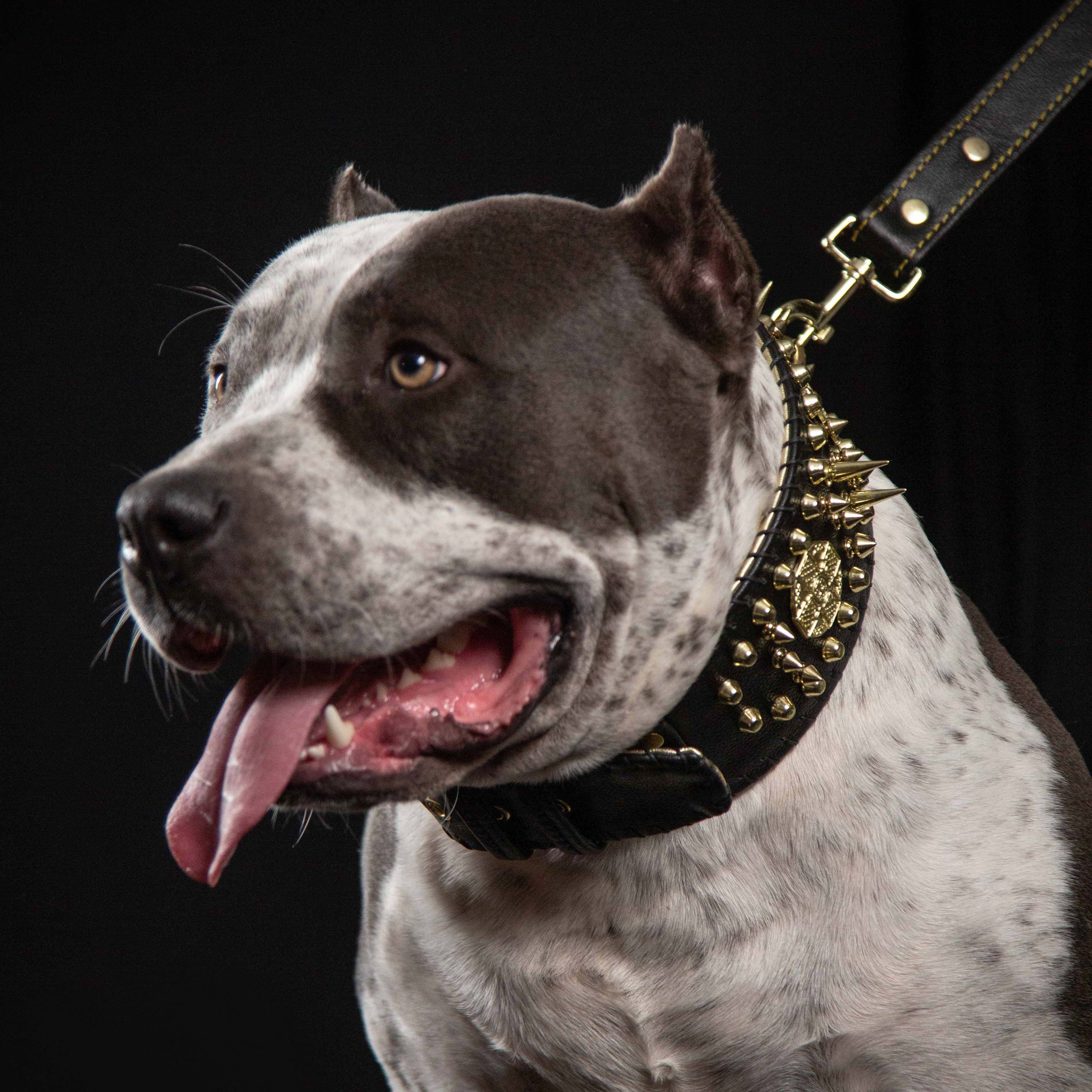 ''Imperium'' hand stitched 8 cm wide show collar - Image 3