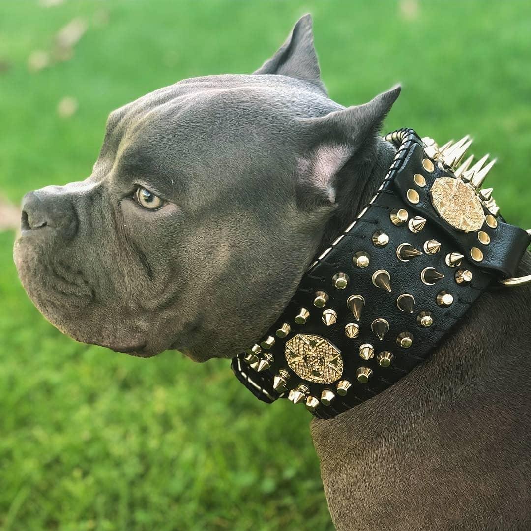 ''Imperium'' hand stitched 8 cm wide show collar - Image 4