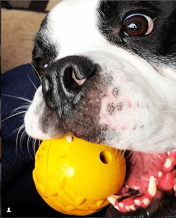 Industrial Dog Ball Rubber Chew Toy for Heavy Chewers | Yellow | USA Made | SodaPup - Image 6