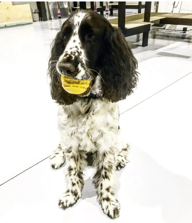 Industrial Dog Ball Rubber Chew Toy for Heavy Chewers | Yellow | USA Made | SodaPup - Image 7