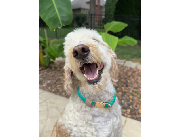 Infinity Braid in Teal & Light Tan - Handmade Dog Collar - Image 5