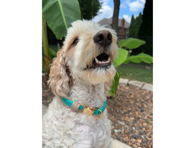 Infinity Braid in Teal & Light Tan - Handmade Dog Collar - Image 6
