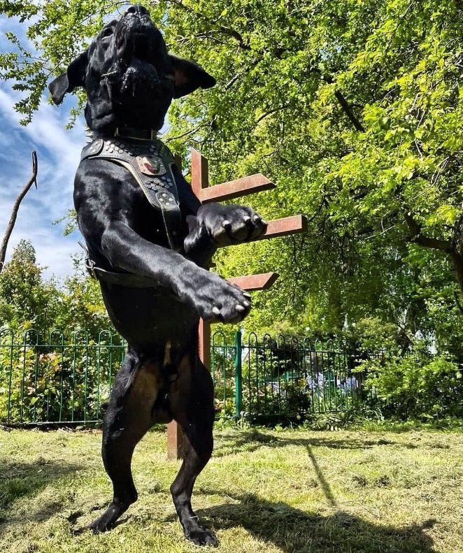 Irondog Harness - Image 4