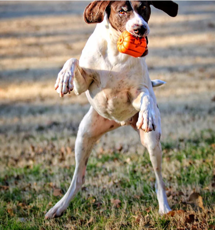 Jack O' Lantern Dog Toy - Durable Halloween Chew Toy for Large Dogs | USA Made - Image 6