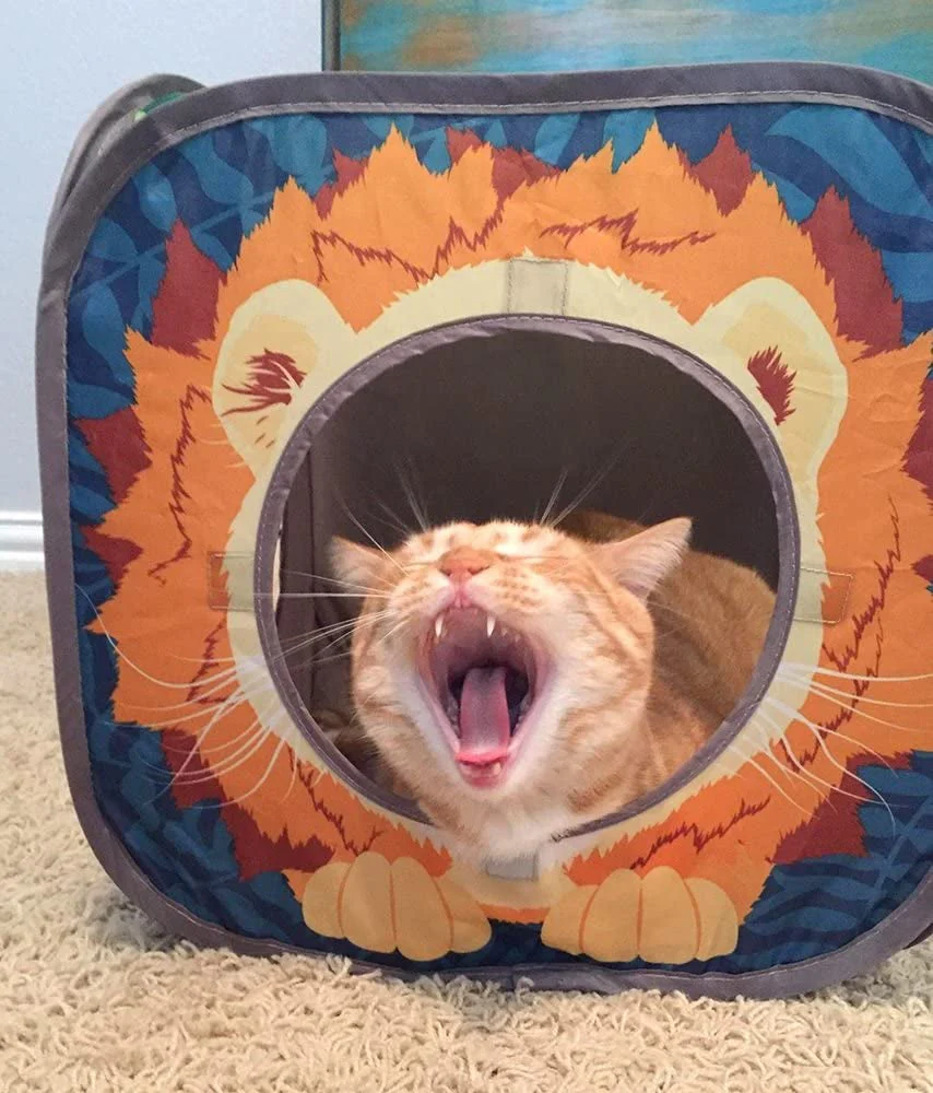 Jungle Cat Cube Combo - Image 2