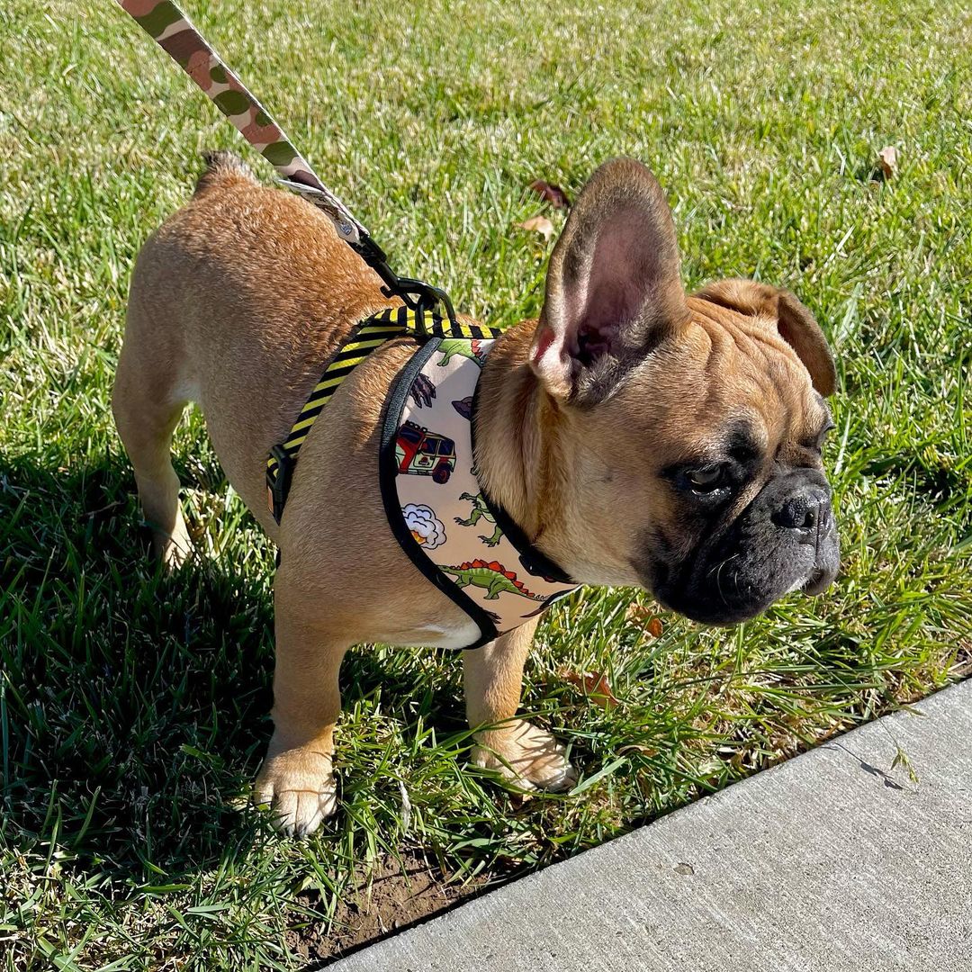 Jurassic Bark Leash Kit - Image 2
