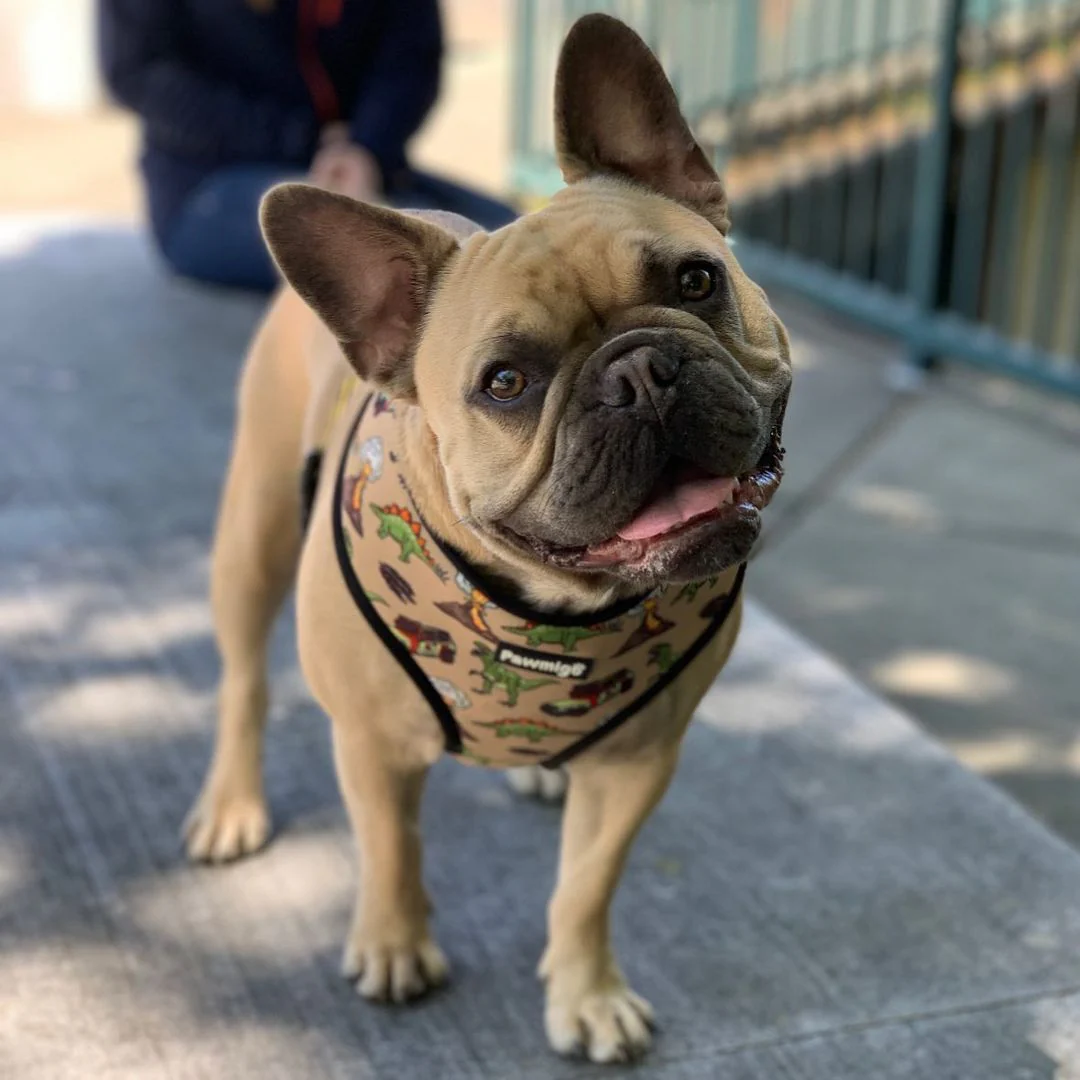 Jurassic Bark Reversible Harness - Image 3