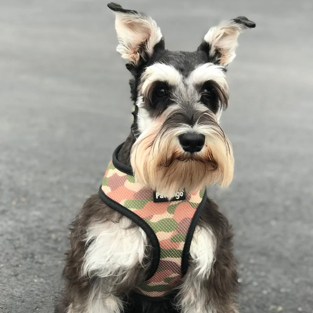 Jurassic Bark Reversible Harness - Image 5