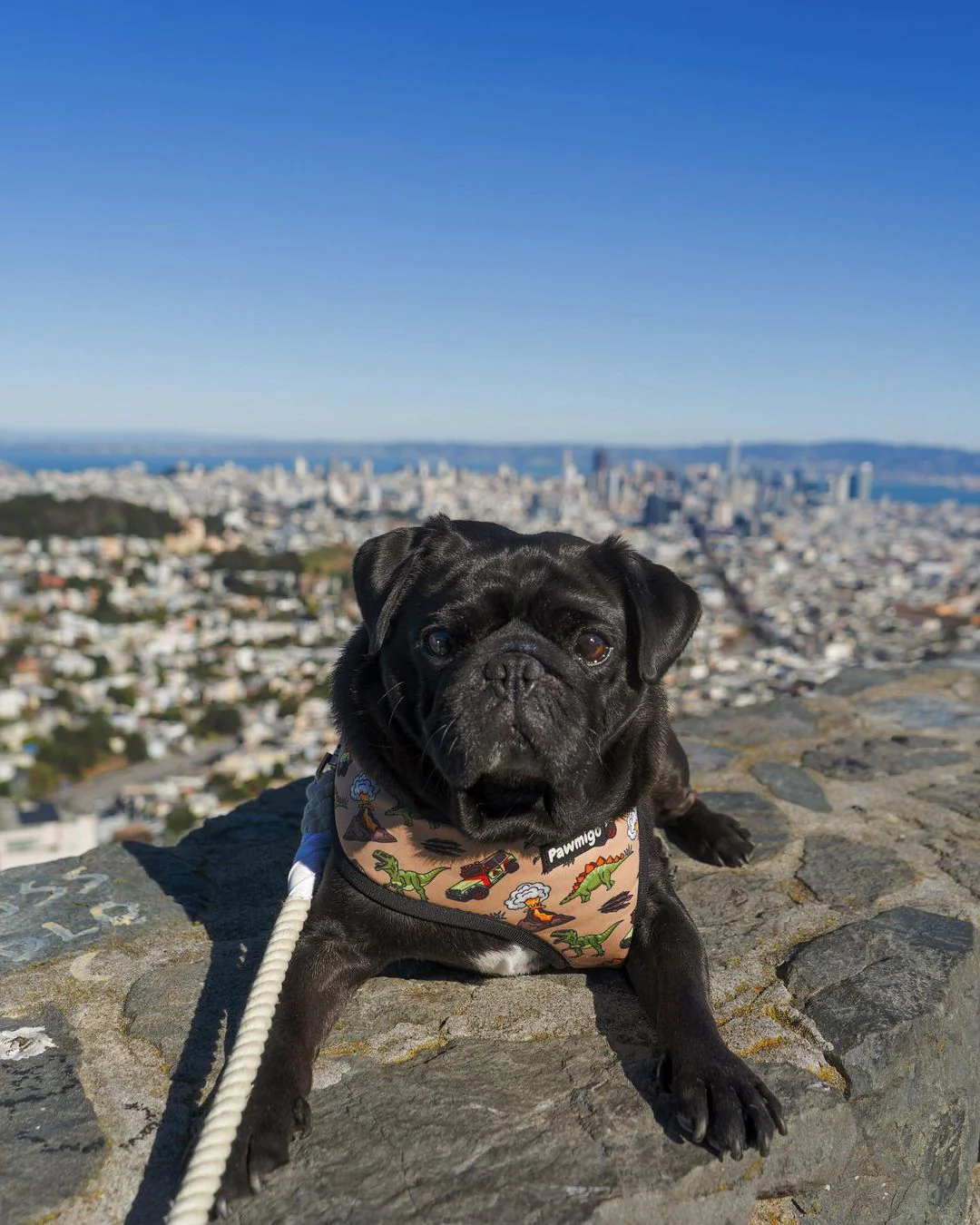 Jurassic Bark Reversible Harness - Image 7