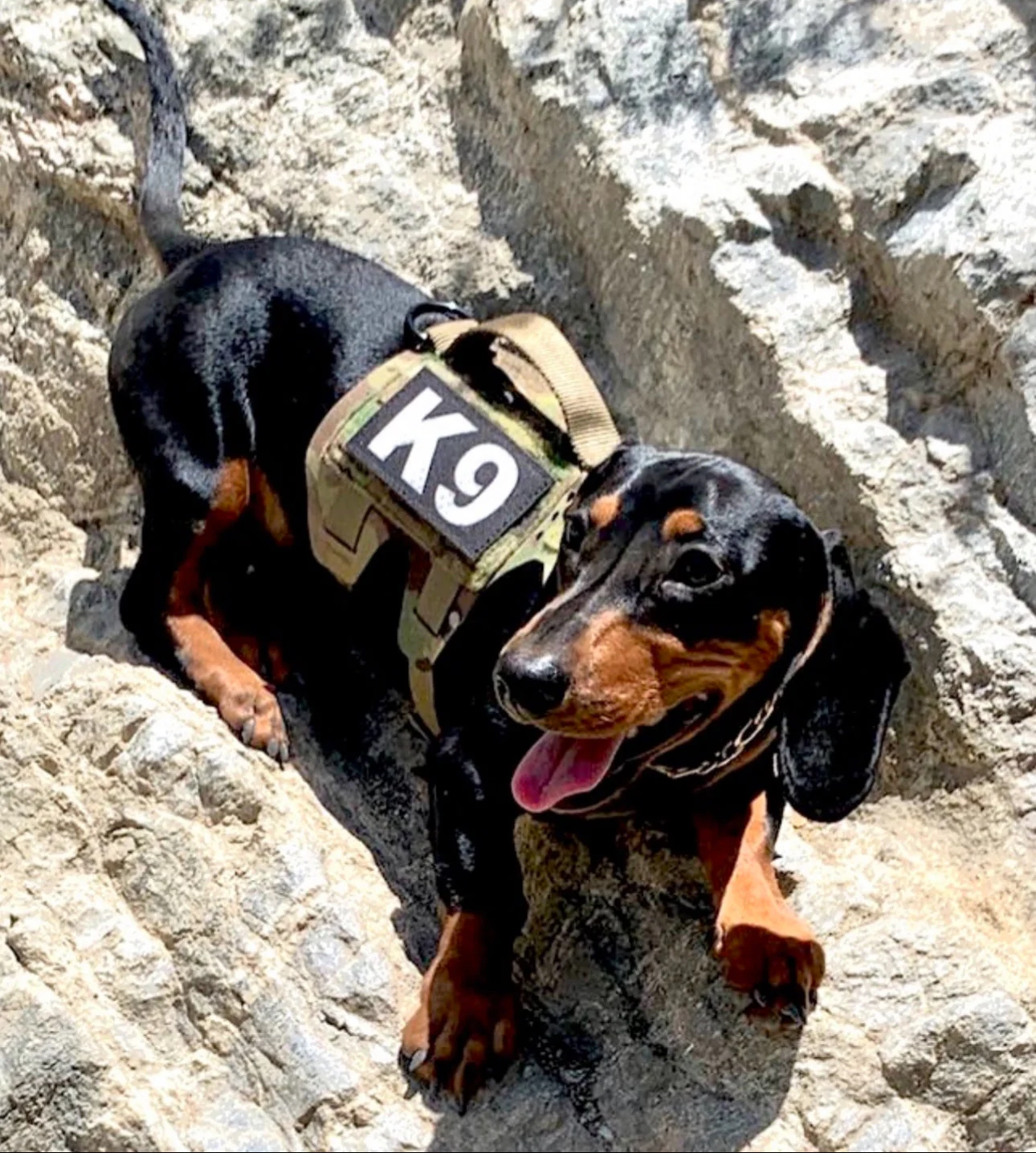 K9 Laser Cut Reflective Morale Patch in Black - Image 3