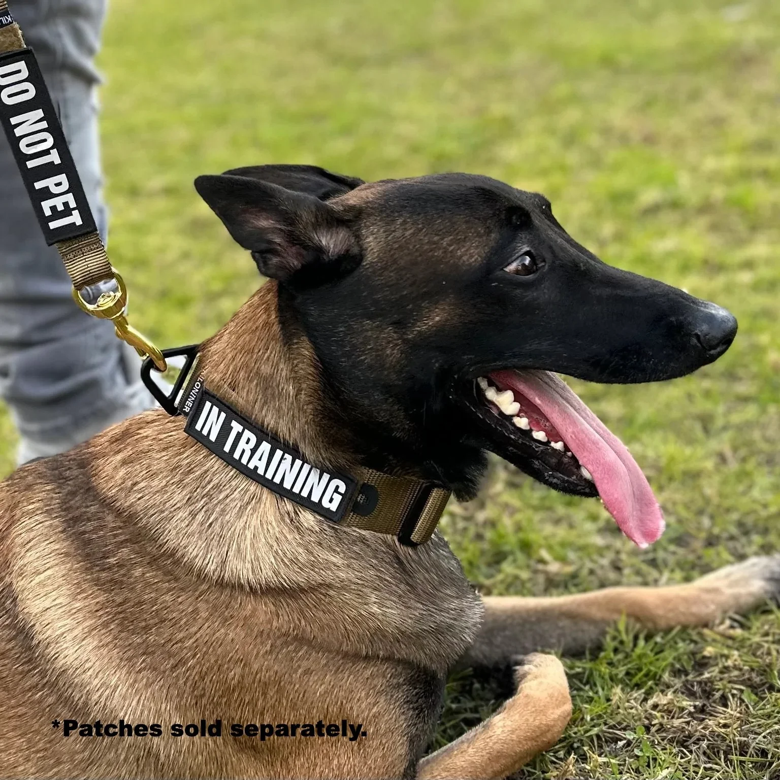 K9R - BCH Big Dog Collar Heavy Duty - Image 2
