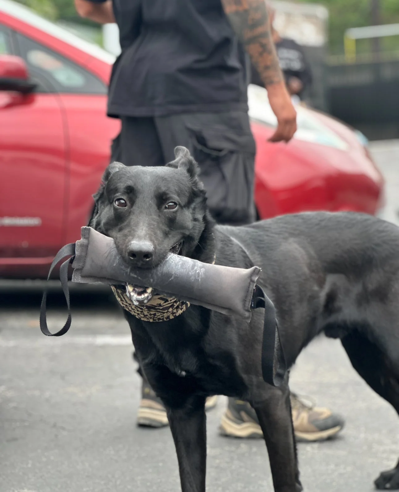 K9R - Kiloniner TUG-N-TRAIN Tug Toy - Image 9