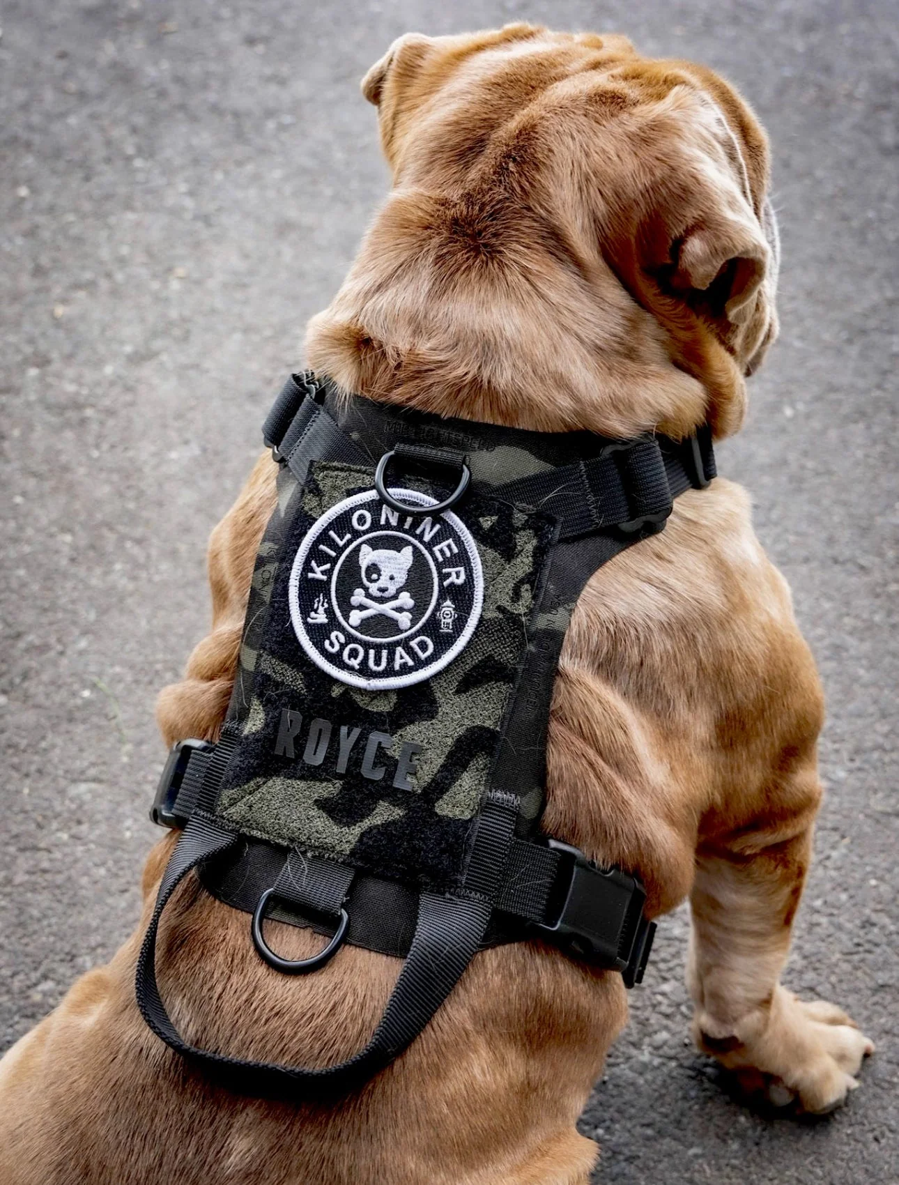 K9R - M1 LightSpeed Harness - Image 2