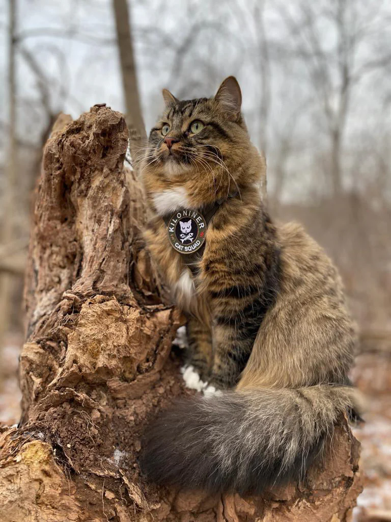 K9R - M1 Lightspeed Harness for Cats - Image 2