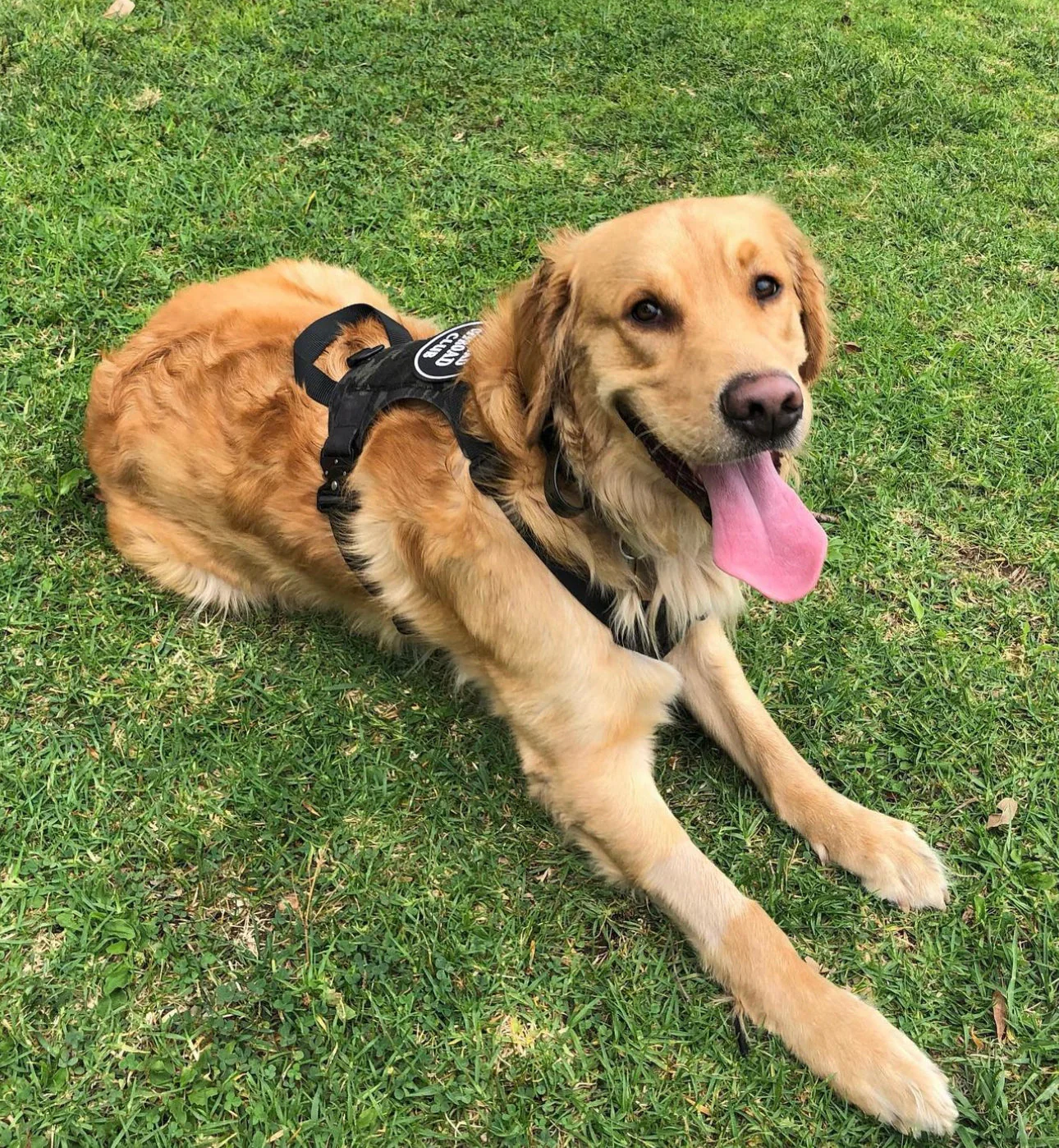 K9R - M1 LightSpeed Harness Large - Image 3