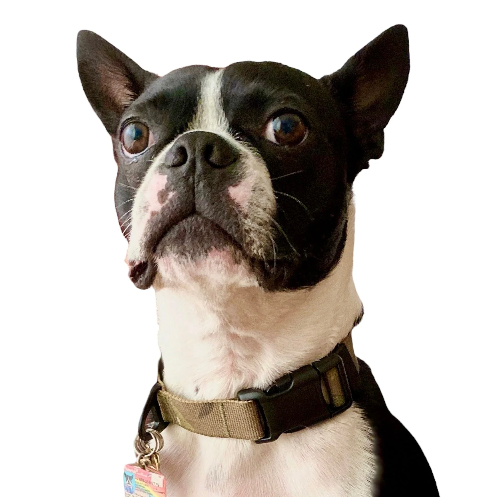 K9R - M2C Lightspeed Collar - Image 2