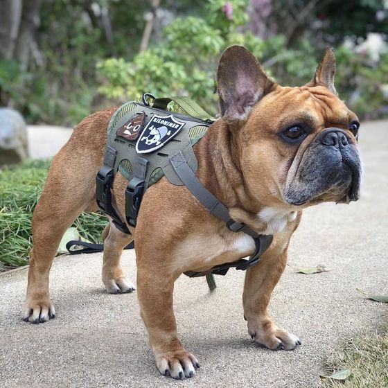K9R - M4 Tactical MOLLE Vest - Image 4