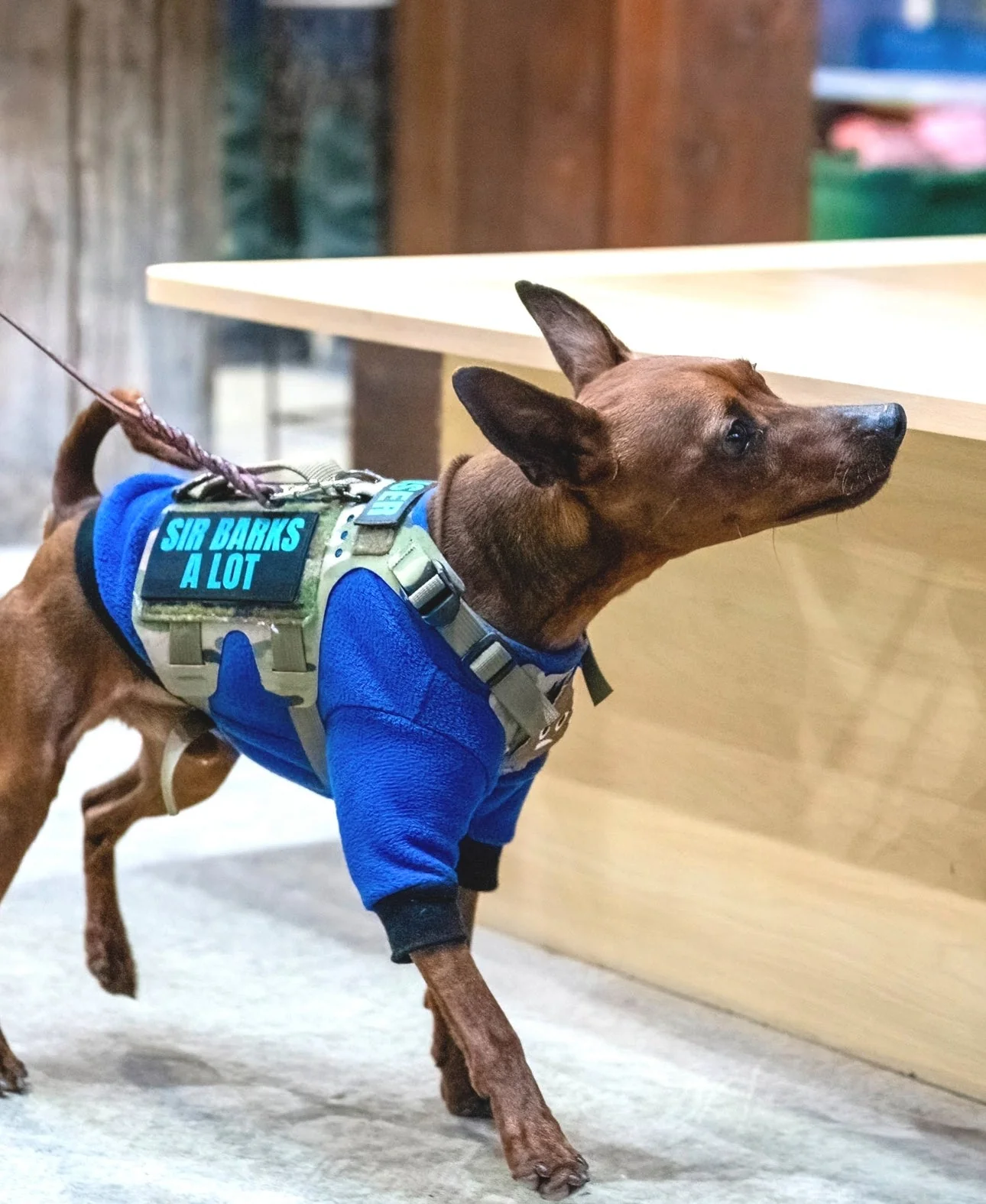 K9R - M5 MOLLE Light Vest - Image 5