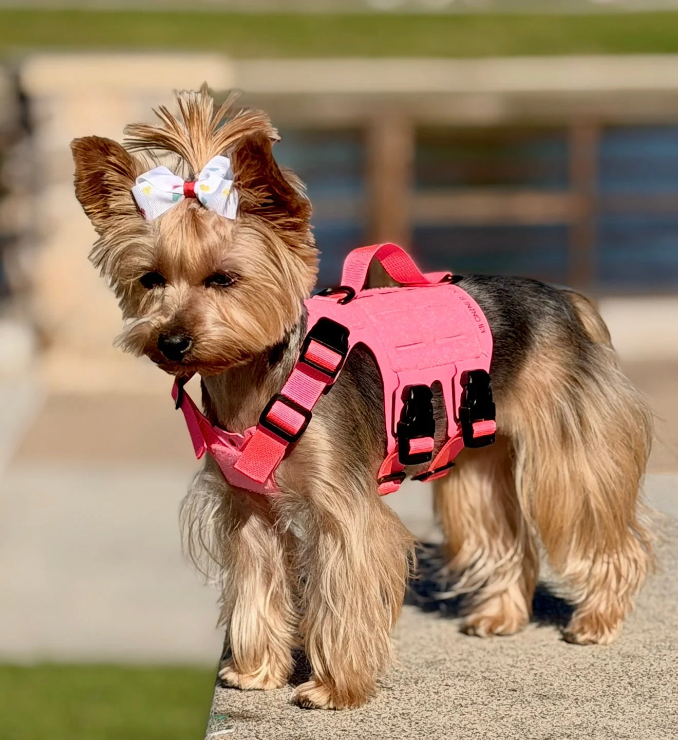 K9R - M5 MOLLE Light Vest - Image 6
