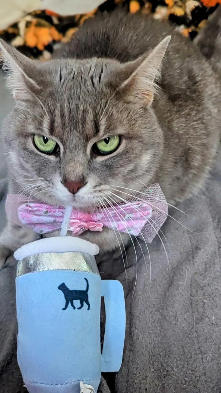 Kitty Cup Cat Tumbler Toy with Catnip & Crinkle Paper- Ideal Cat Birthday Gift - Image 2