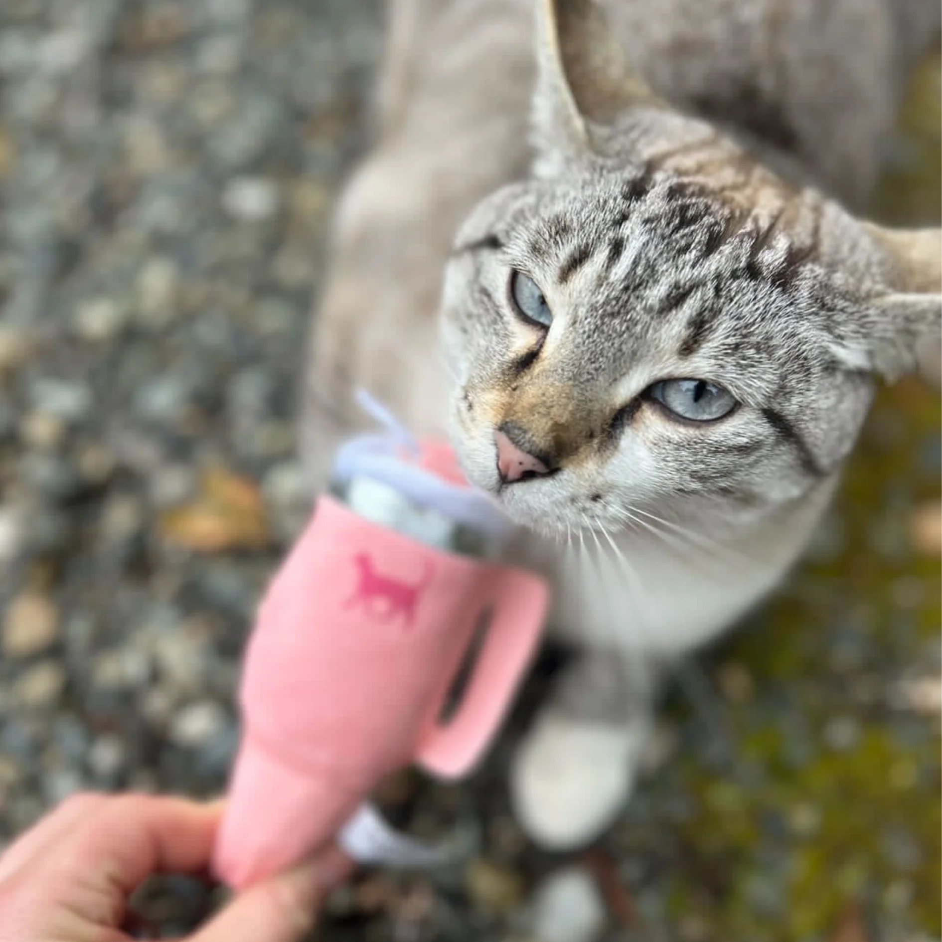 Kitty Cup Cat Tumbler Toy with Catnip & Crinkle Paper- Ideal Cat Birthday Gift - Image 3