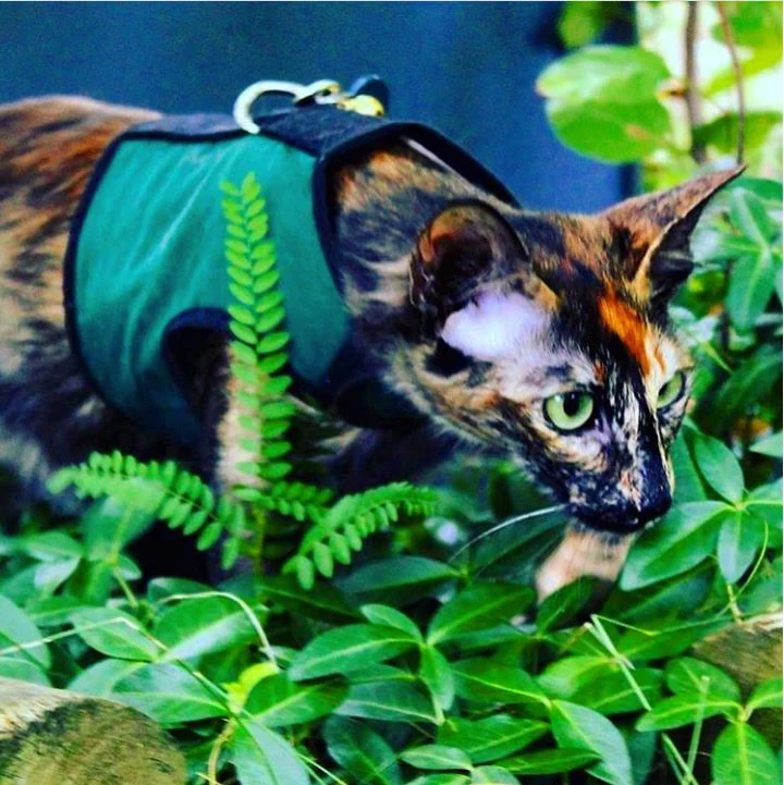 Kitty Holster Cat Harness (Made in USA) - Image 10