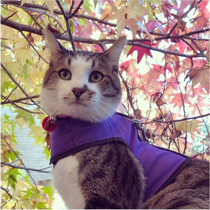 Kitty Holster Cat Harness (Made in USA) - Image 11