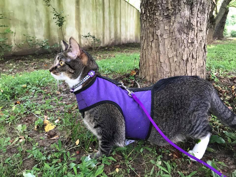 Kitty Holster Cat Harness (Made in USA) - Image 12